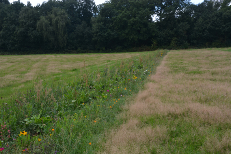 suikerbieten veld