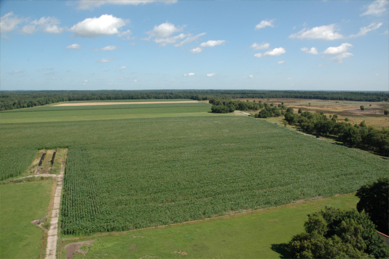 veld